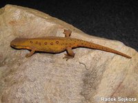 Notophthalmus viridescens - Eastern Newt