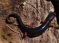 Image of: Plethodon jordani (Appalachian salamander)