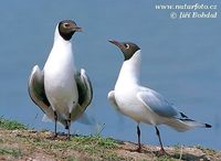 Larus ridibundus - Common Black-headed Gull