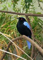 Irena puella - Asian Fairy Bluebird