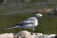 Motacilla alba personata