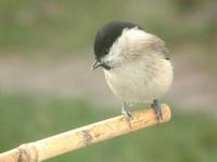 Parus palustris - Marsh Tit