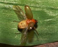 Image of: Phyllophaga