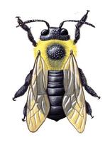 Image of: Xylocopa virginica (carpenter bee)