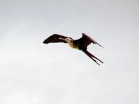 Fregata magnificens - Magnificent Frigatebird