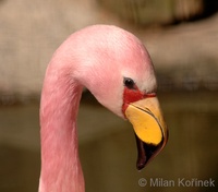 Phoenicoparrus jamesi - Puna Flamingo