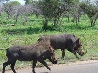 Phacochoerus africanus - Common Warthog