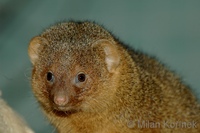 Helogale parvula - Dwarf Mongoose