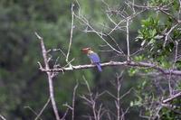 Image of: Pelargopsis capensis (stork-billed kingfisher)