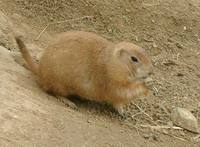 Cynomys ludovicianus - Black-tailed Prairian Dog