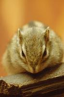 Tamias sibiricus - Siberian Chipmunk