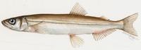 Image of: Mallotus villosus (Capelin)