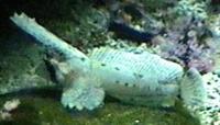 Image of: Nautichthys oculofasciatus (sailfin sculpin)