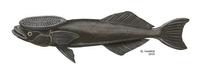 Image of: Remora remora (remora)