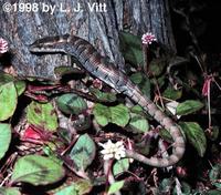 Image of: Elgaria kingii (Arizona alligator lizard)