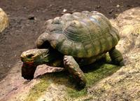 Chelonoidis carbonaria - Red-foot Tortoise