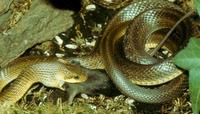Zamenis longissimus - Aesculapean Snake