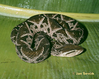 Bothrops asper - Fer-de-lance