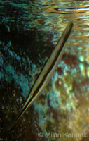 Aeoliscus strigatus