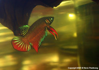 Betta splendens