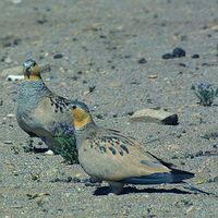 Tibetan Sandgrouse - Syrrhaptes tibetanus