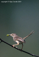 Plain Prinia - Prinia inornata