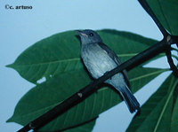 Mangrove Whistler - Pachycephala grisola