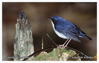 Siberian Blue Robin - Luscinia cyane