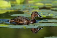 White eyed Duck (Hardhead)