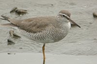 Gray-tailed Tattler - Heterosceles brevipes