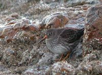 Purple Sandpiper - Calidris maritima