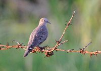 Plain-breasted Ground-Dove - Columbina minuta