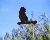 Red-tailed Black-Cockatoo - Calyptorhynchus banksii