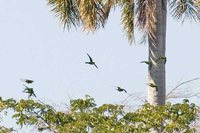 Cuban Parakeet - Aratinga euops