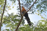 Black-bellied Cuckoo - Piaya melanogaster