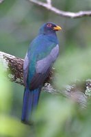 Blue-crowned Trogon - Trogon curucui