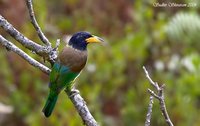 Great Barbet - Megalaima virens