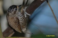 White-barred Piculet - Picumnus cirratus