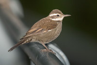 Dark-bellied Cinclodes - Cinclodes patagonicus