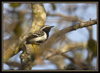 White-fringed Antwren - Formicivora grisea