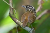 Warbling Antbird - Hypocnemis cantator