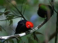 Red-capped Manakin - Pipra mentalis