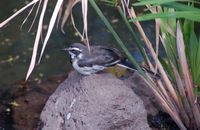 African Pied Wagtail - Motacilla aguimp