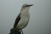 Tropical Mockingbird - Mimus gilvus