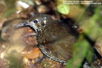 Dark-sided Thrush - Zoothera marginata