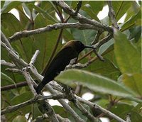 Carmelite Sunbird - Chalcomitra fuliginosa