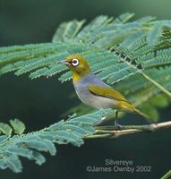 Silver-eye - Zosterops lateralis