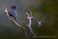 Slender-billed Crow - Corvus enca