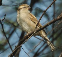 Sind Sparrow - Passer pyrrhonotus