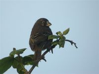 Thick-billed Seedeater - Serinus burtoni